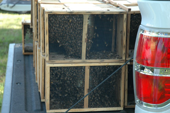 Bee packages ready for distribution